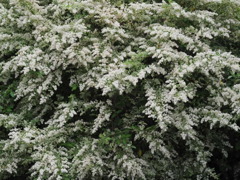 『にぎやか―ツワブキ』