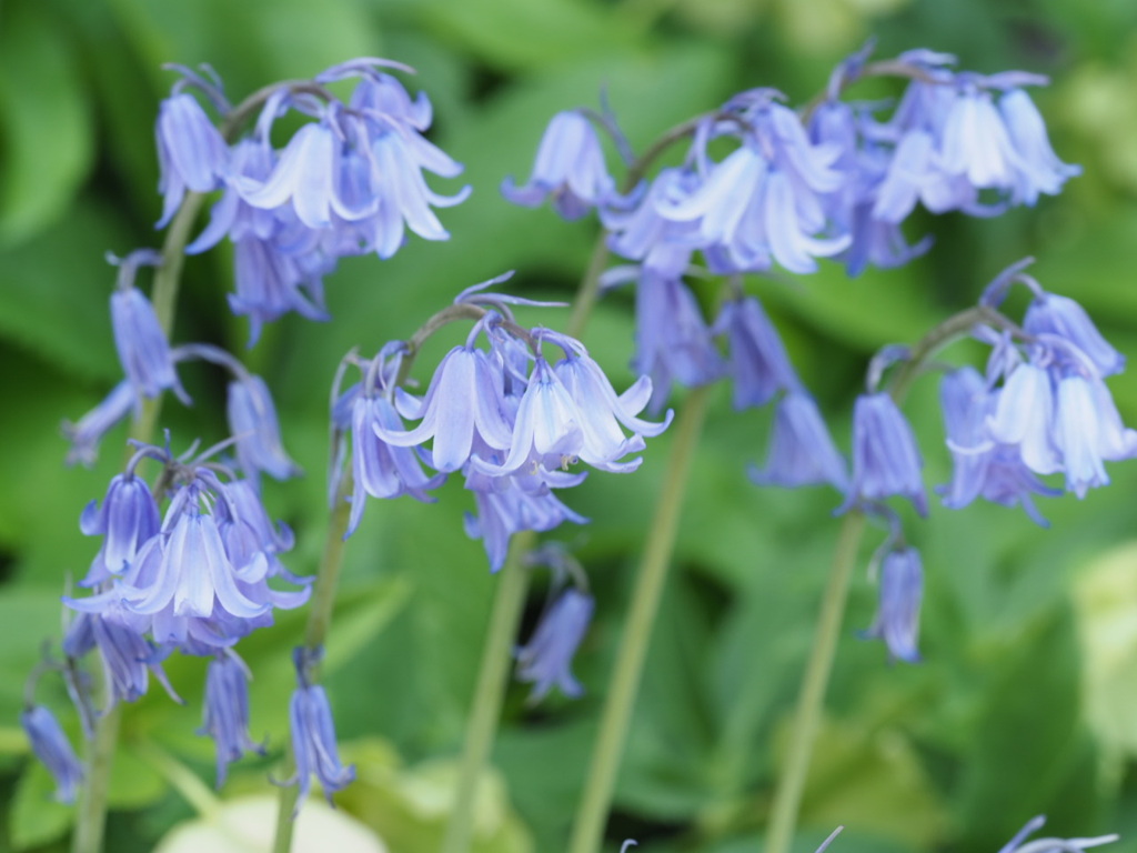 『かわいさいっぱい―ツリガネズイセン』