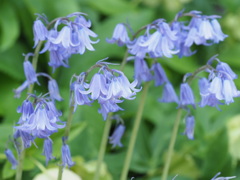 『かわいさいっぱい―ツリガネズイセン』