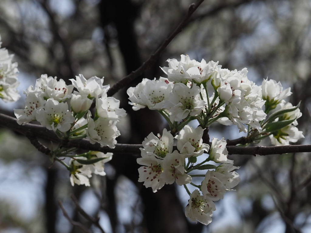 『美麗―ナシの花』