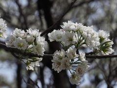 『美麗―ナシの花』