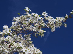 『空に舞うハナミズキ』