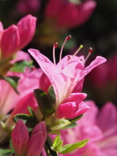 『陽炎、キリシマツツジ』