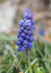 『可愛くもあるムスカリ』