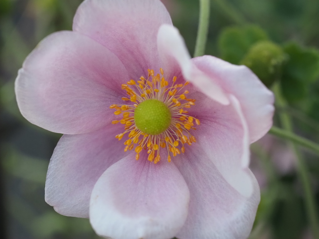 『秋明菊のかほり』