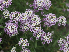 『美しきアリッサム』