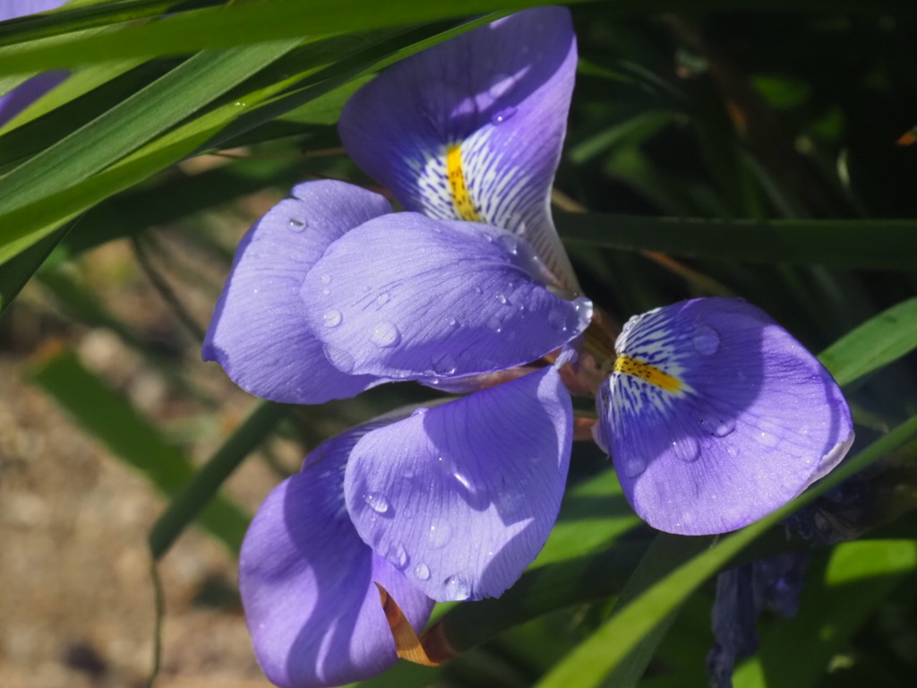 『春近し・寒アヤメ』