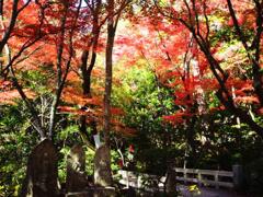 『三滝寺の秋』