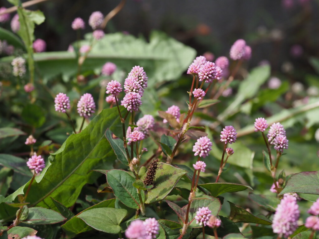 『冬の花、ヒメツルソバ』