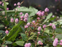 『冬の花、ヒメツルソバ』