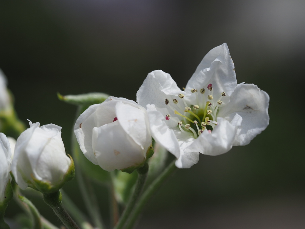 『清楚なるナシの花』