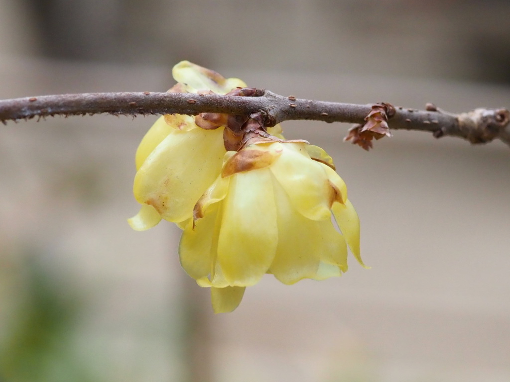 『春を呼ぶ、ろうばい』