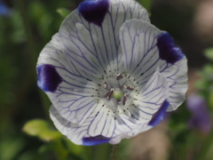 『ネモフィラ　マクラタ』