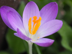 『クロッカス、咲く』