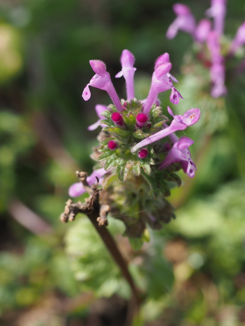 『春来たり、仏の座咲く』