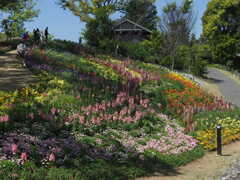 『牧野植物園のお花畑』