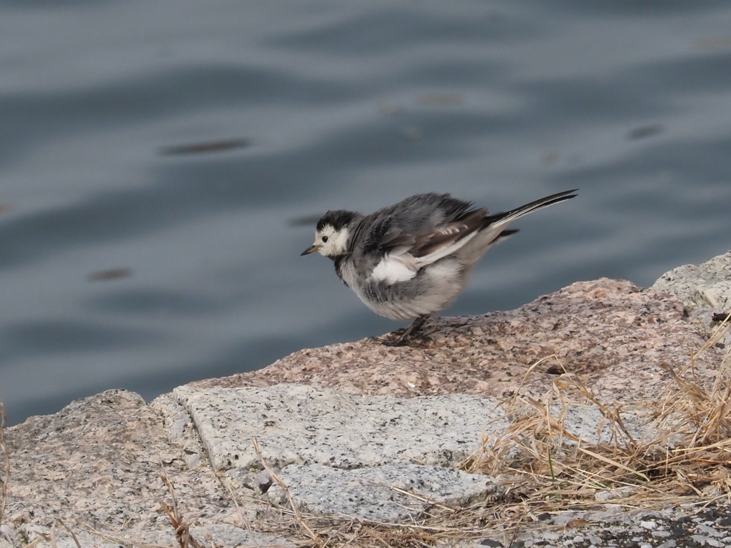 『川辺のセグロセキレイ』