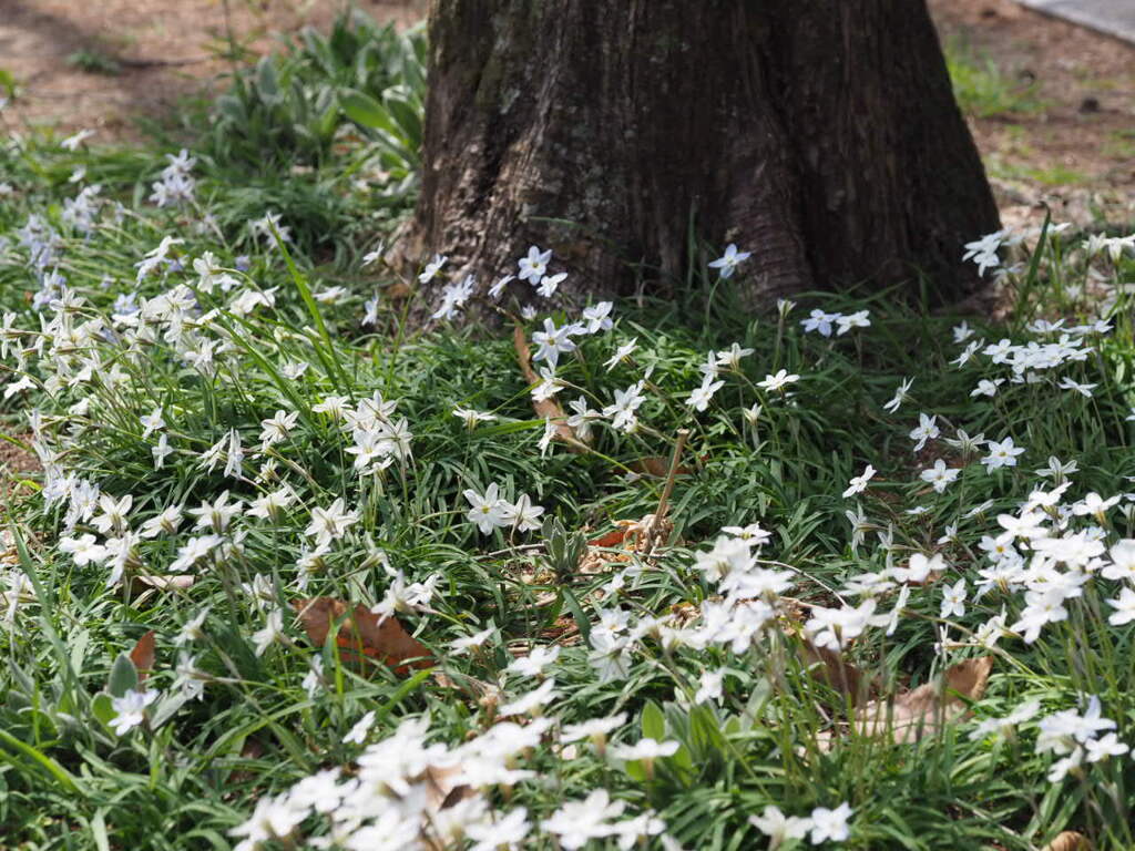 『群生―ハナニラ』