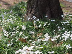 『群生―ハナニラ』