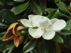 『タイサンボクの花』　