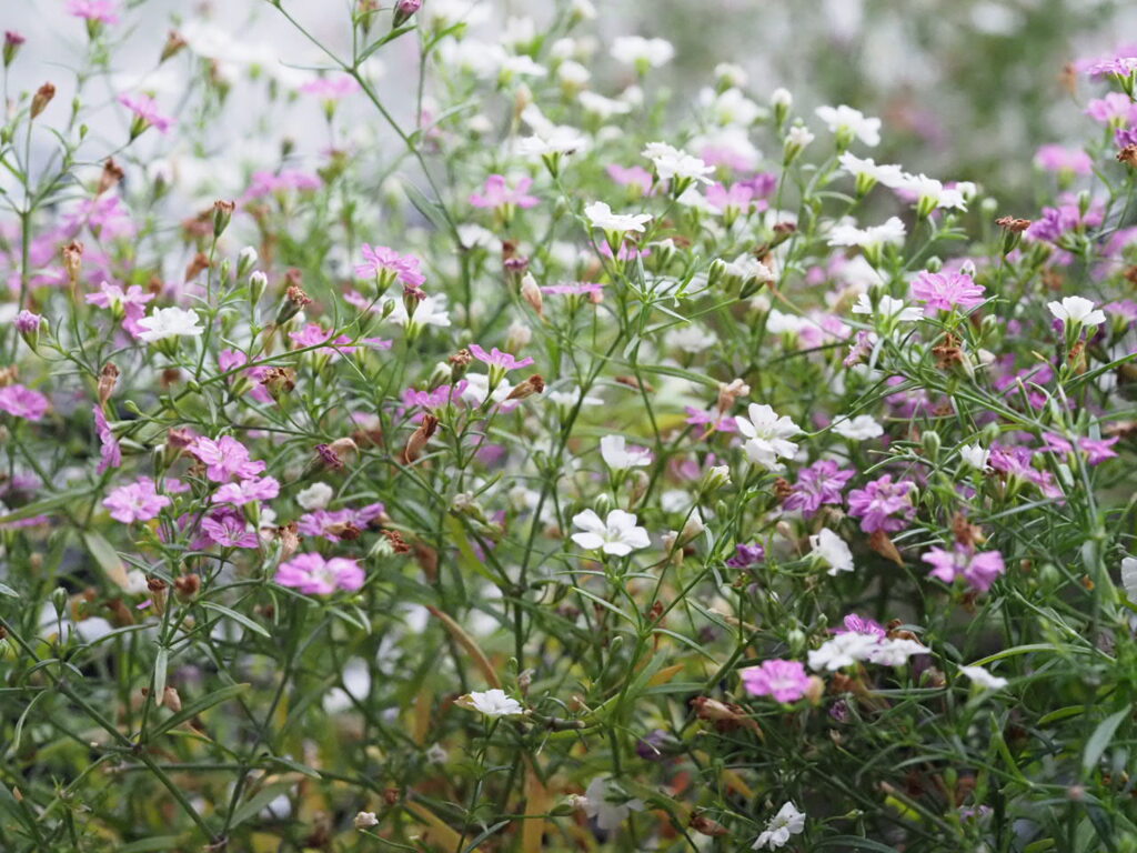 『カスミソウの世界』