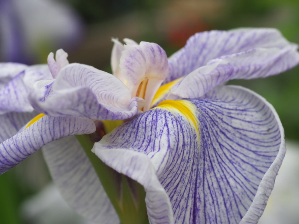 『ショウブの美しさ』