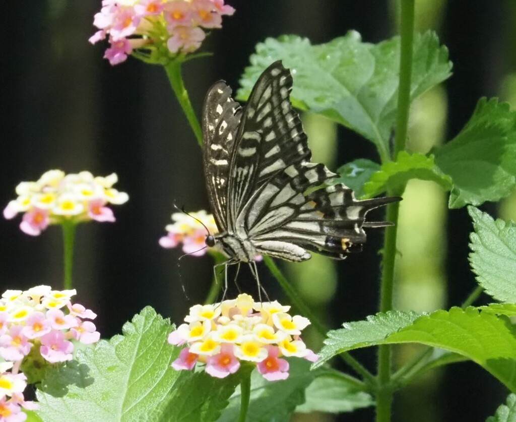 『アゲハと七変化』