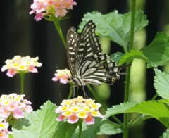 『アゲハと七変化』