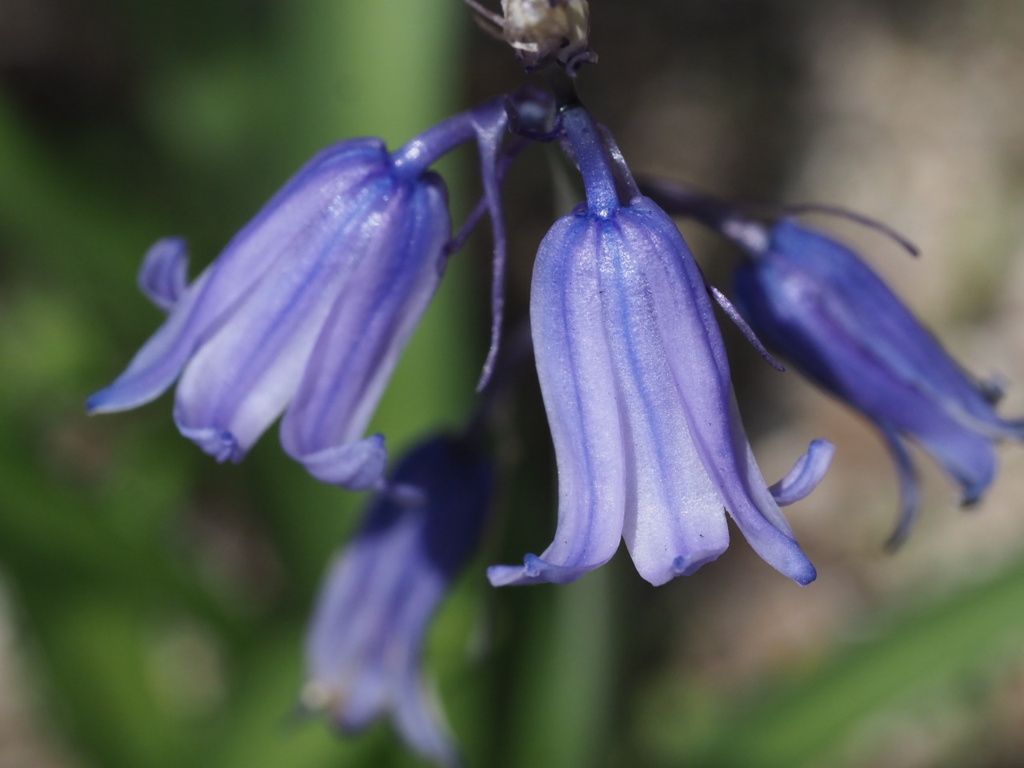 『ツリガネズイセンの輝き』