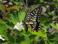 『イチゴの花とアゲハ蝶』