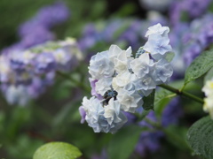 『6月の花』