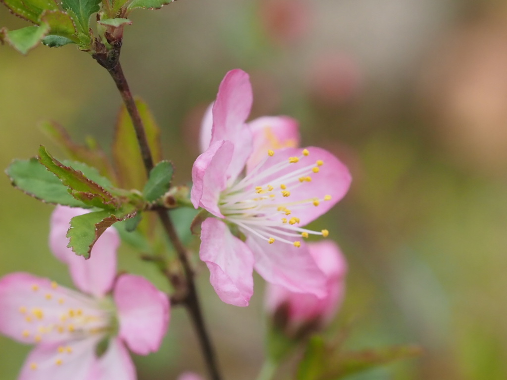 『可愛さいっぱい―ニワウメ』