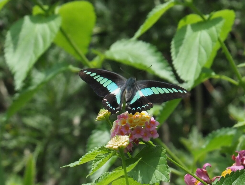 『アオスジアゲハの図』