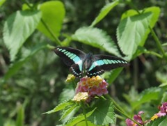 『アオスジアゲハの図』