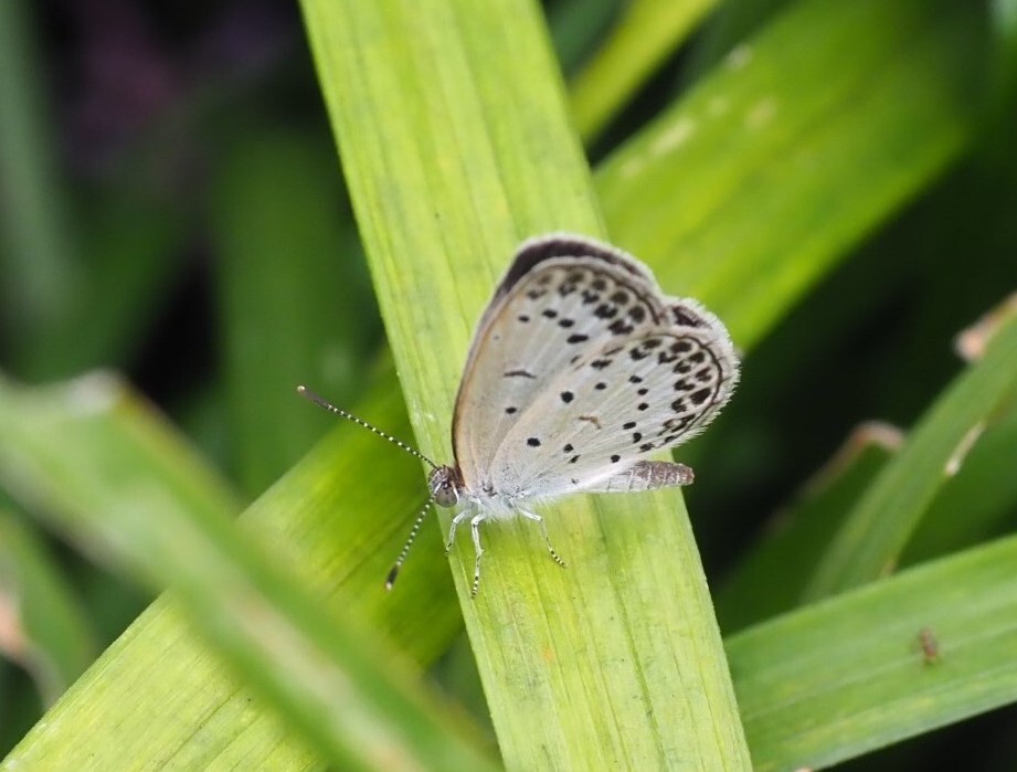 『秋のヤマトシジミくん』