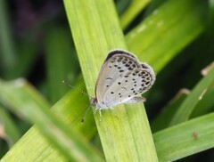 『秋のヤマトシジミくん』