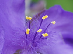 『ムラサキツユクサのシベ』