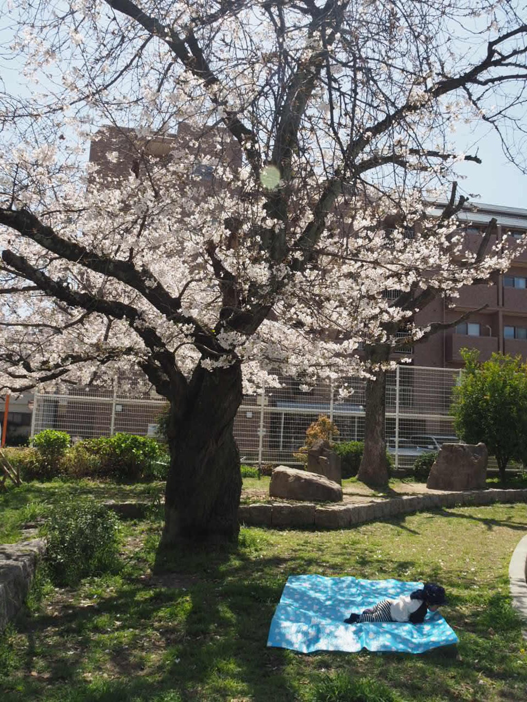 『桜の木の下で』
