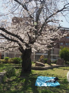 『桜の木の下で』