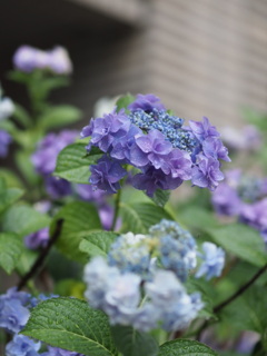 『梅雨の花』