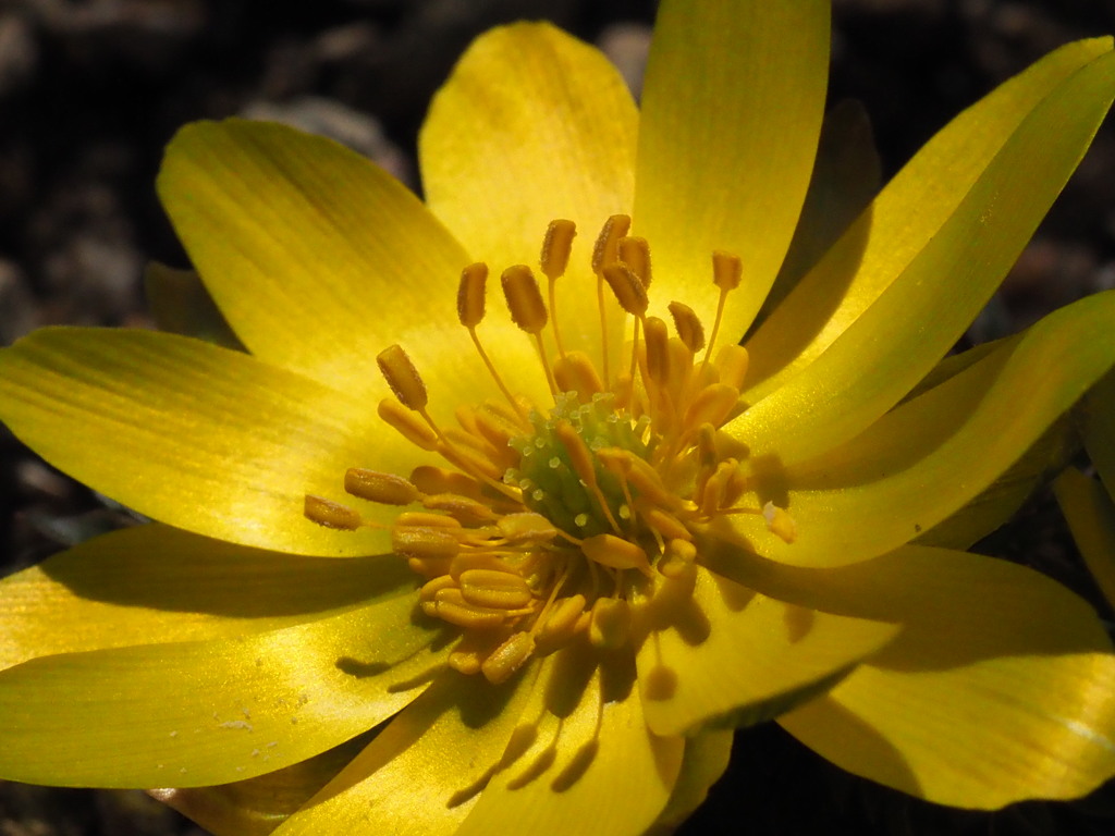 『ミチノクフクジュソウ』