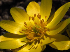 『ミチノクフクジュソウ』