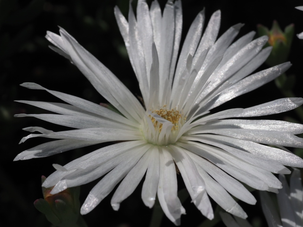 『マツバギク　光る』