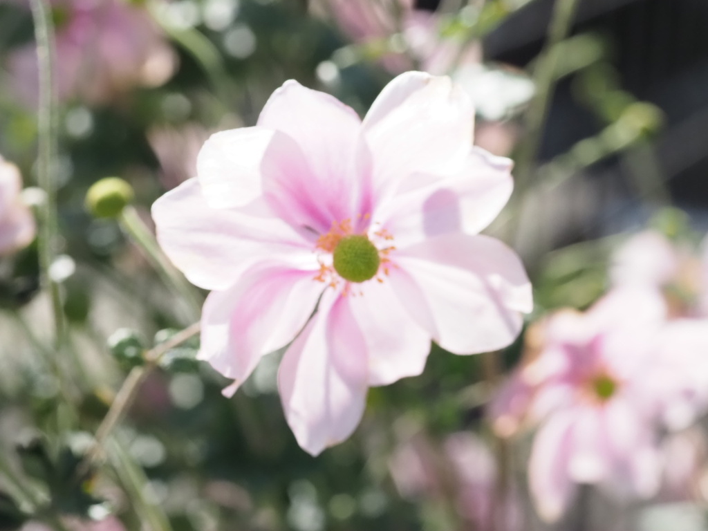 『秋の幻想　シュウメイギク』