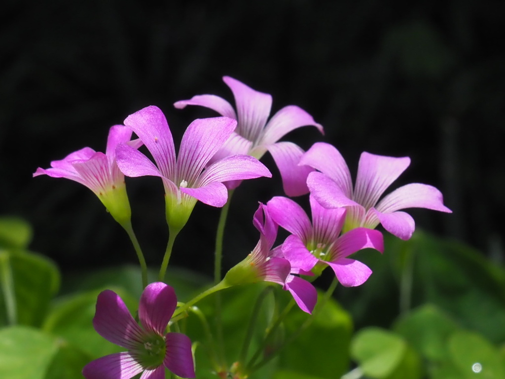 『麗しき　ムラサキカタバミ』