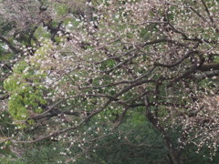 『冬の花――ナンキンハゼの実Ⅱ』
