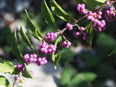 『可愛さいっぱい―コムラサキ』