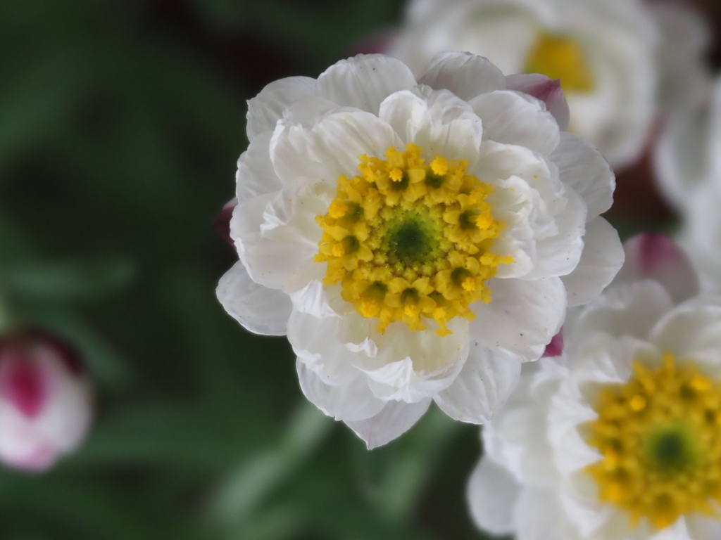 『かわいさいっぱい、花簪』