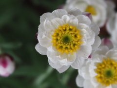 『かわいさいっぱい、花簪』