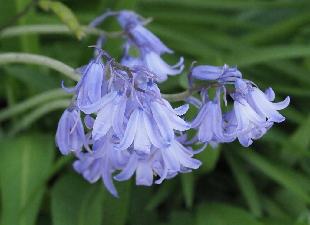 『妖精　ツリガネズイセン』